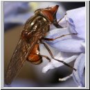 Rhingia campestris - Schnauzenschwebfliege w03.jpg